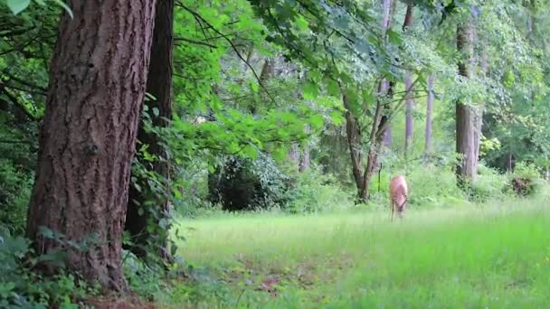 Herten eten in landschap — Stockvideo