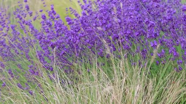 Panning derecho a través de planta de lavanda — Vídeo de stock