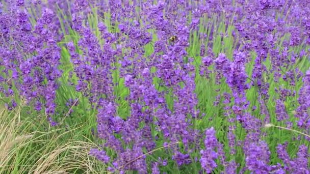 Biene auf Lavendelblüten — Stockvideo