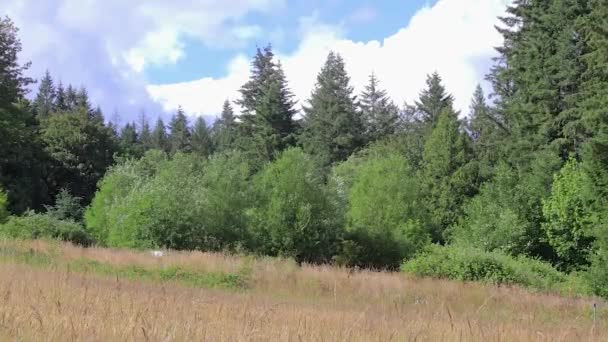 Campo y bosque con cubierta de nubes brillantes — Vídeo de stock