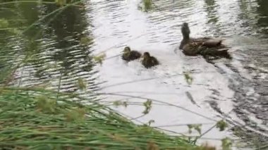 Aile yüzer uzak yakın göl çimen ördek