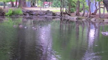 ördekler ile park su birikintisi