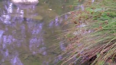 Dekoratif çim gölet