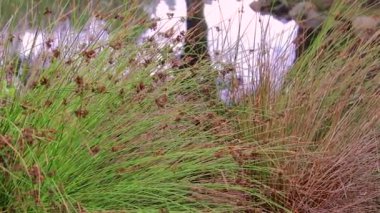 Dekoratif çim üzerinde gölet