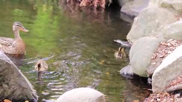 Patinhos e mãe pato folhas lago — Vídeo de Stock