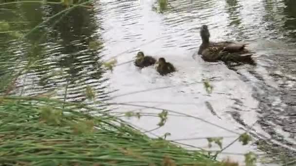 Anka familj simmar bort nära sjön gräs — Stockvideo