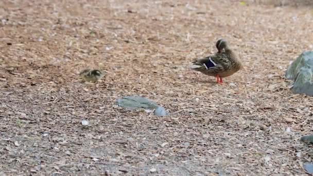 Rodziny kaczek w parku — Wideo stockowe