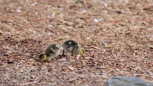 Baby ducks scratching at dirt — Stock Video