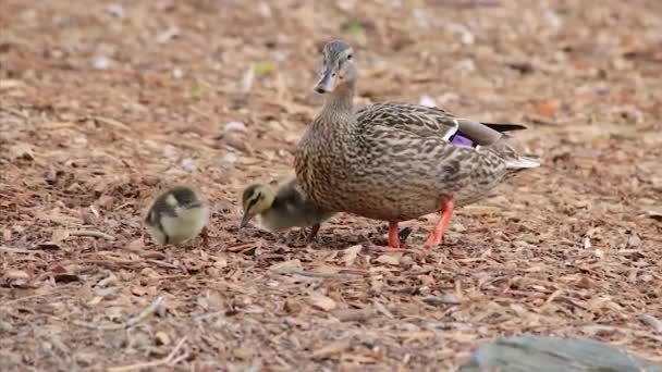 Mom overlooking baby ducks — Stock Video