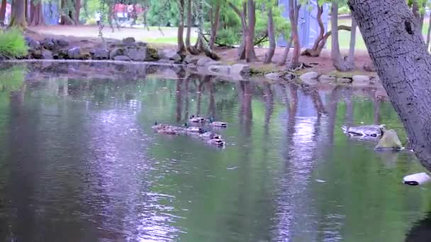 Parque con patos y estanque — Vídeo de stock