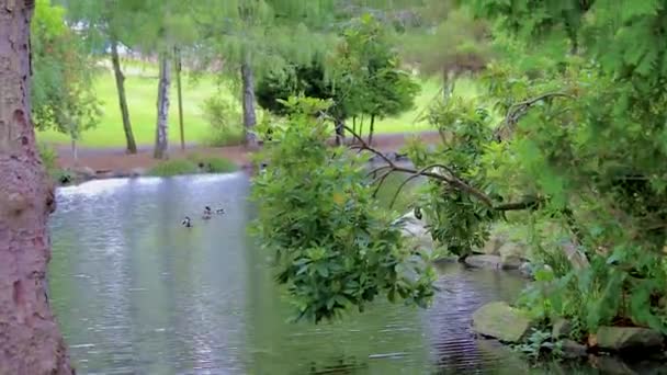 Ducks and pond pan to trees and overhead canopy — Stock Video