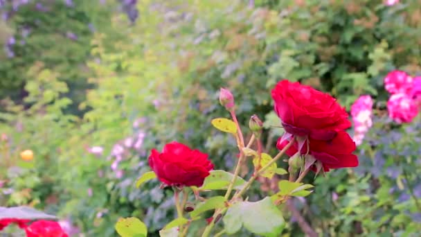 Röda rosor i en trädgård — Stockvideo