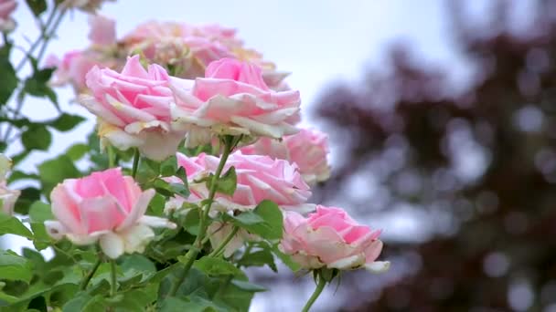 Roze rozen op een winderige dag — Stockvideo