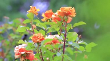 yeşil yaprakları ile Bush turuncu ve pembe güller