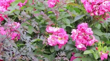 yeşil Bush parlak pembe güller