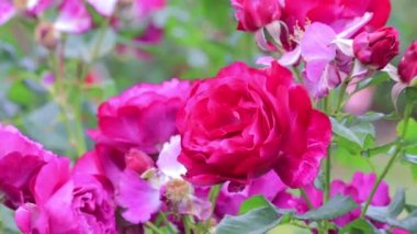parlak pembe gül bush