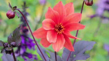 yavaşça Breeze kırmızı şakayık