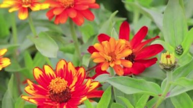 sarı ve turuncu zinnia