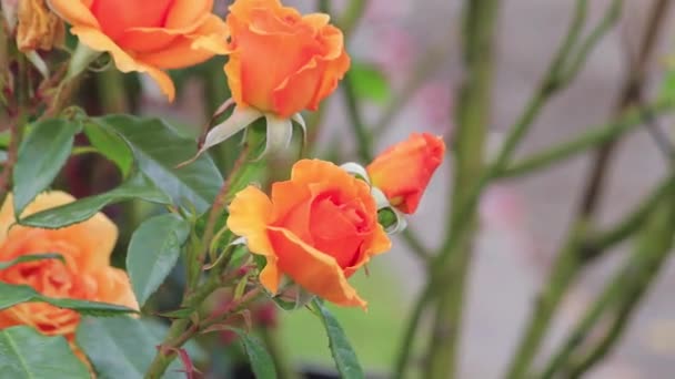 Orange roses in the breeze — стоковое видео