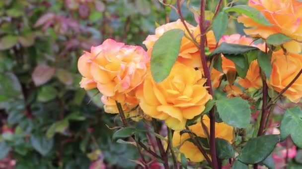 Оранжевые и розовые розы — стоковое видео