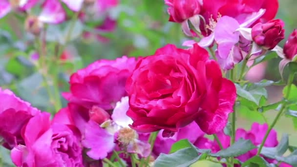 Bright pink rose bush — Stock Footage Bright pink rose bush Royalty Free Stock Footage