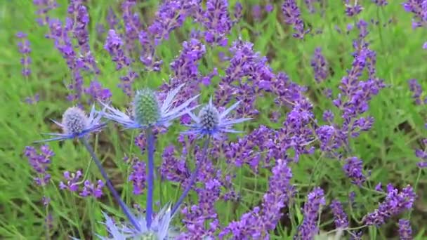 Large blue seaholly and lavender — Stock Video