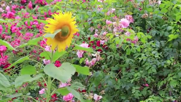 Gelbe Sonnenblumen und rosa und rote Rosen — Stockvideo