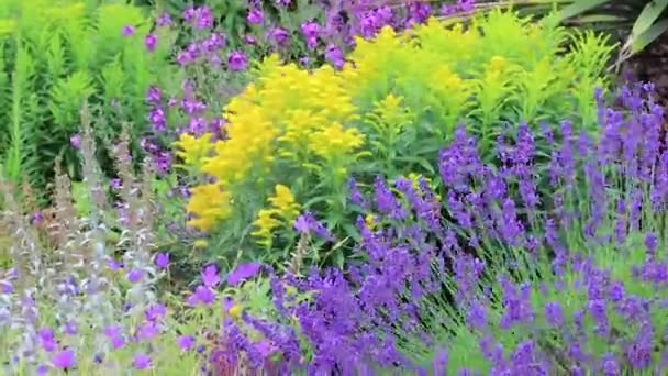 fleurs violettes et jaunes à washington 