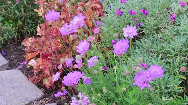 花园里的矢车菊和珊瑚钟 — 图库视频影像