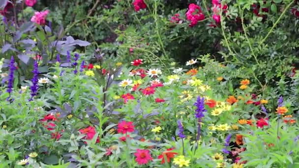 Färgglada blommor och knoppar i nordvästra trädgård — Stockvideo