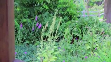 floxgloves ve Park akçaağaç