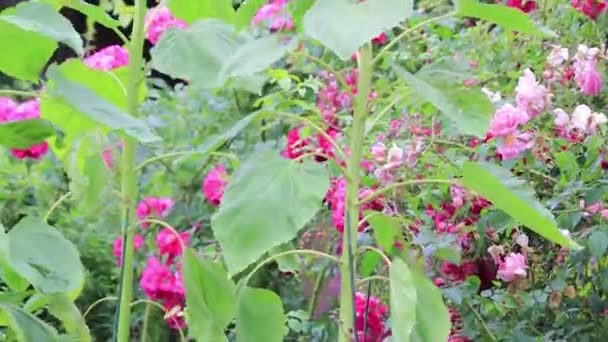 Panning até girassol amarelo para jardim de flores — Vídeo de Stock