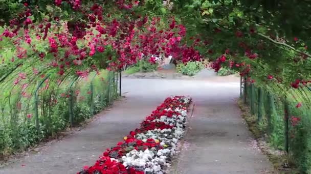 Красные розы, свисающие с арки в саду — стоковое видео