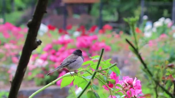 Wild zwarte capped chickadee op roos tak — Stockvideo