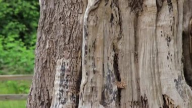 ağaçkakan yuva kadar kaydır