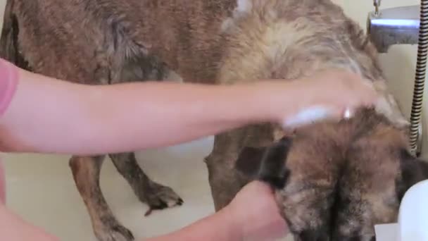 Kąpiel psa z różową koszulę — Wideo stockowe