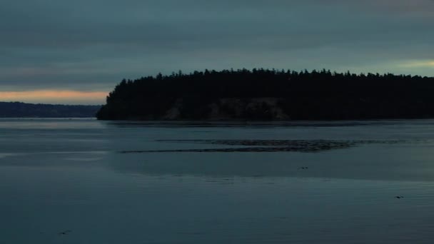 Σμήνους των γλάρων πάνω από μια λίμνη νωρίς το πρωί — Αρχείο Βίντεο