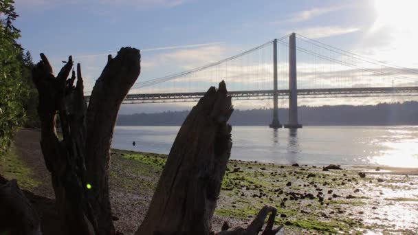 Bridge fisherman behind driftwood roots — Stock Video