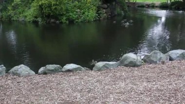 Bir anne ve bebek ördekler bir küçük parkta gölet kenarında yürüyüş