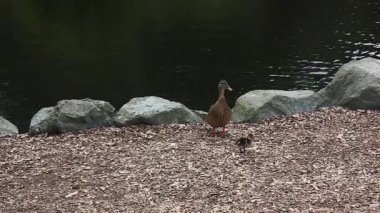Anne gaurding yavru ördek