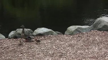 takip ördek aile pan