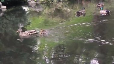 bebekler yüzdükten sonra anne ördek