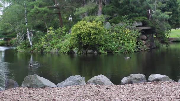 Patos nadando en un estanque — Vídeo de stock