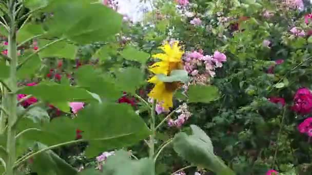 Большие подсолнухи и альпийские розы — стоковое видео