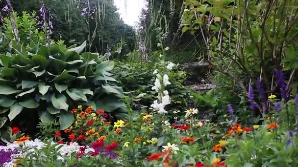 Beaucoup Fleurs Florissantes Dans Jardin Public Formel — Video