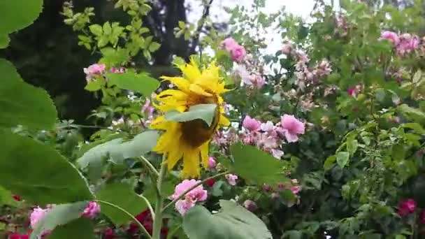 Słoneczniki i róże w wiatr — Wideo stockowe