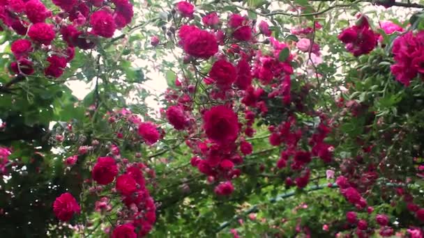 Rosas trepadoras colgando del arco — Vídeos de Stock