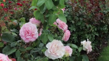 kırmızı ve turuncu çiçek içinde belgili tanımlık geçmiş ile tam soluk pembe güller