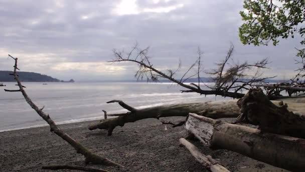 浮木在海滩上的声音 — 图库视频影像