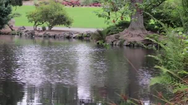 Pacific northwest pond with ripples in wind — Stock Video